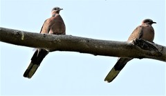 Streptopelia chinensis