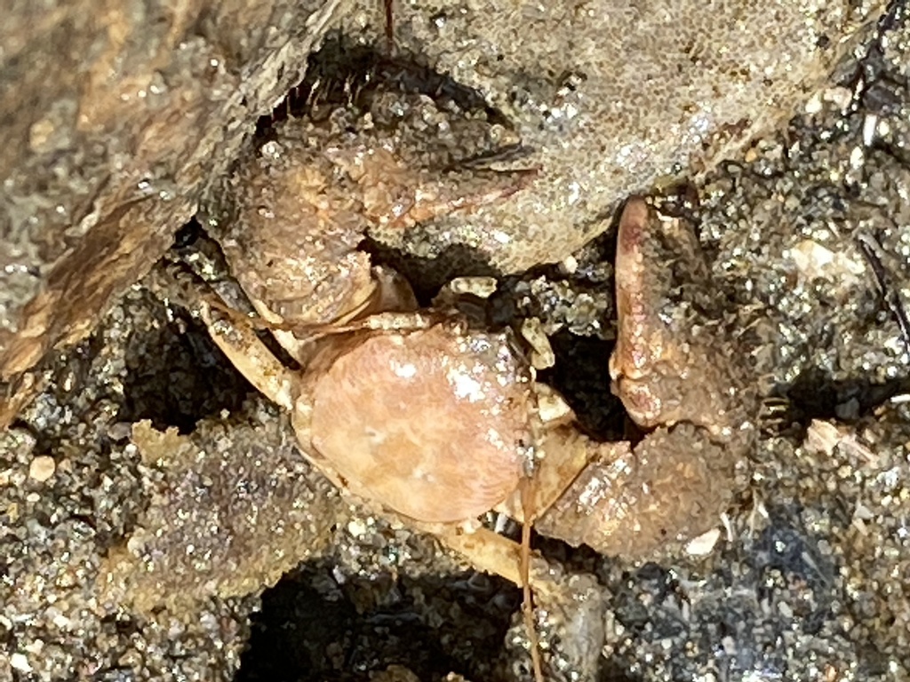 pubescent porcelain crab