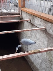 Ardea cinerea