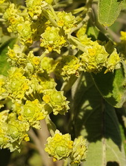 Lippia substrigosa