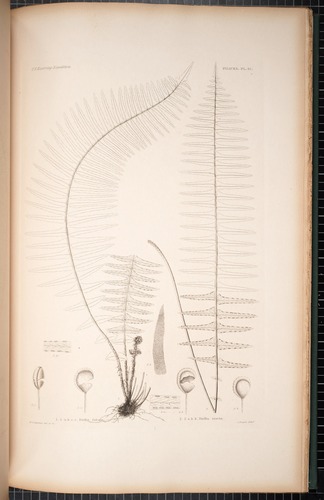Asplenium dielfalcatum