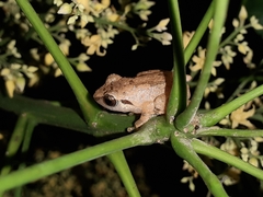 Pseudophilautus wynaadensis