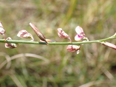 Polygala hottentotta