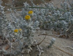 Achillea maritima