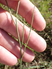 Polygala hottentotta