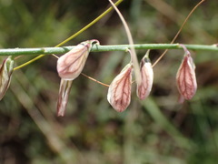 Polygala hottentotta