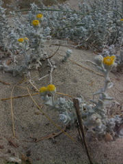 Achillea maritima