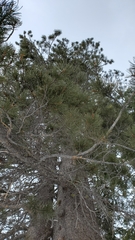 Pinus contorta murrayana