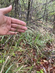 Piptochaetium avenaceum