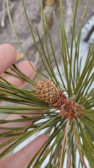 Pinus contorta murrayana
