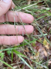 Piptochaetium avenaceum