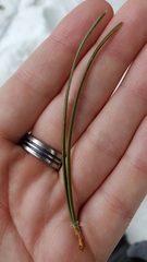 Pinus contorta murrayana