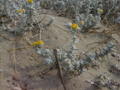 Achillea maritima