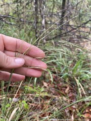 Piptochaetium avenaceum