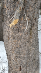 Pinus contorta murrayana