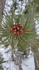 Pinus contorta murrayana