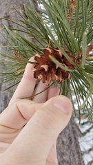 Pinus contorta murrayana