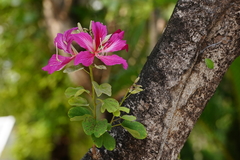 Bauhinia × blakeana