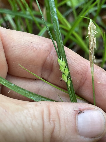 Thorne's sedge (Carex thornei)