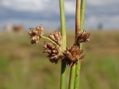 Schoenoplectus muricinux