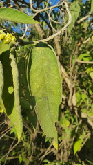 Lippia substrigosa