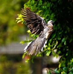 Streptopelia chinensis