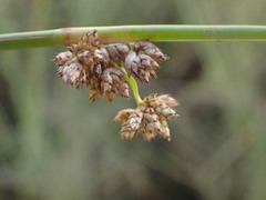 Schoenoplectus muricinux