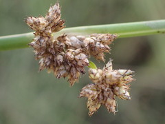 Schoenoplectus muricinux