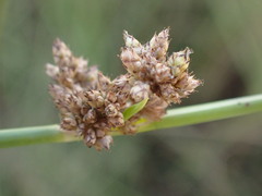 Schoenoplectus muricinux