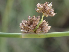 Schoenoplectus muricinux