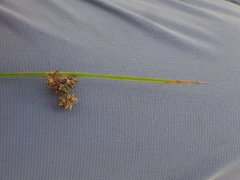 Schoenoplectus muricinux