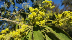 Lippia substrigosa