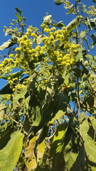 Lippia substrigosa