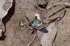 Burnsius orcynoides