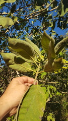 Lippia substrigosa