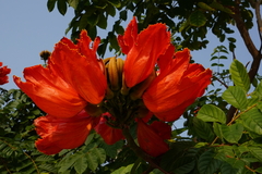 Spathodea campanulata