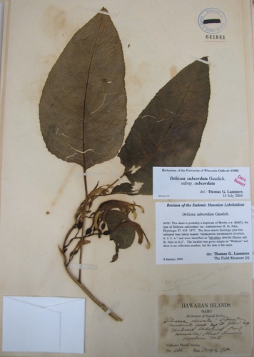 Koolau Range delissea (Delissea subcordata)