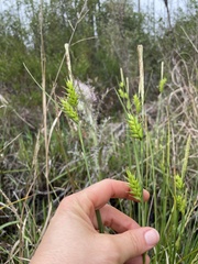 Carex turgescens