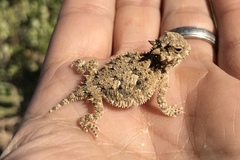 Phrynosoma coronatum