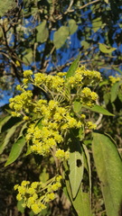 Lippia substrigosa