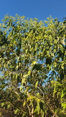 Lippia substrigosa