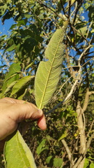 Lippia substrigosa