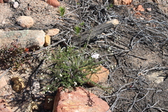 Phylica rogersii