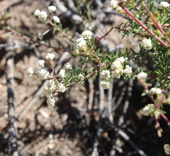 Phylica rogersii