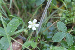 Potentilla montana