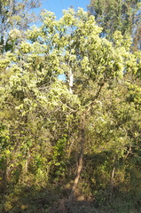 Lippia substrigosa