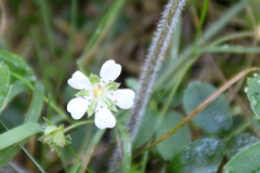 Potentilla montana