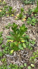 Thlaspi arvense