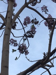 Magnoliopsida
