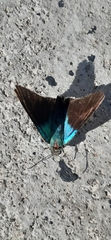 Astraptes fulgerator azul